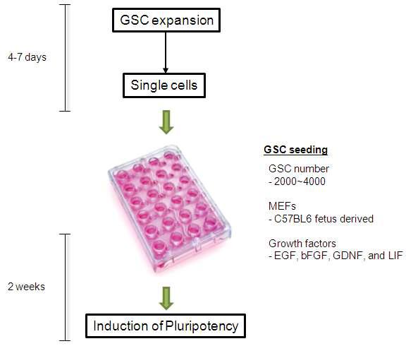 정원줄기세포를 전분화능줄기세포로 역분화하는 방법의 schematic diagram