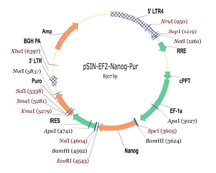 Nanog lentivirus plasmid construct