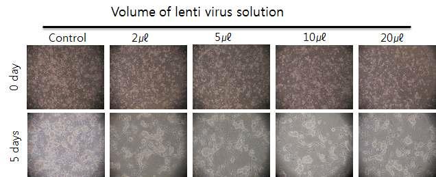 정원줄기세포에 nanog를 infection 후 세포의 증식 관찰