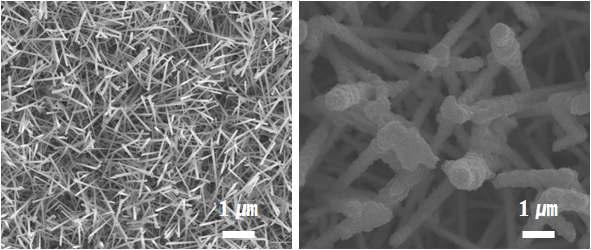 ITO 나노선 (좌)과 LBL 방법으로 코팅된 ITO 나노선 의 전계방사 주사전자현미경 이미지