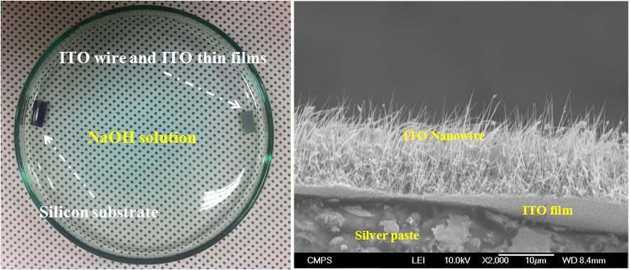 ITO 나노선/ ITO film과 Si기판이 박리된 실제 이미지(좌) 와 전계방사 주사전자 현미경 이미지(우)