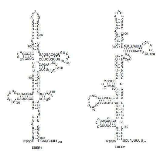 EBER1과 EBER2의 이차 구조