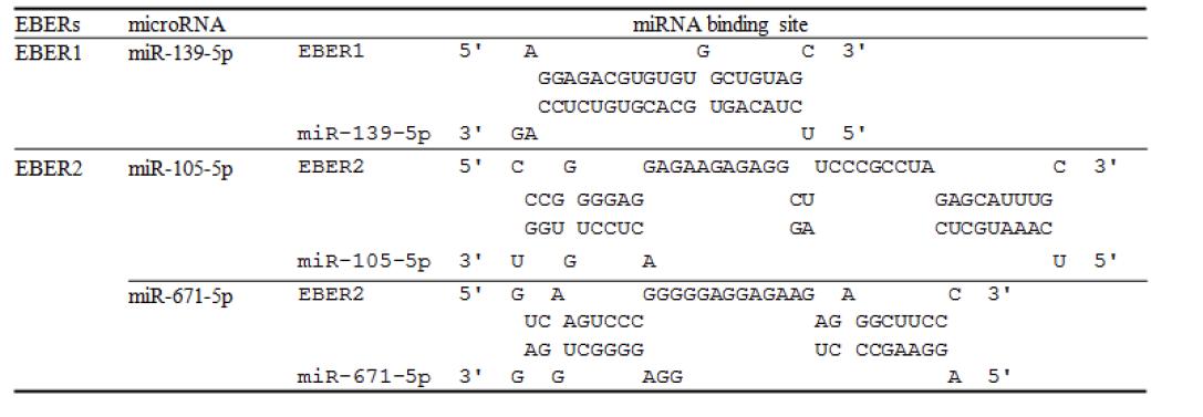 RNAhybrid program을 이용하여 결합정도가 높은 3종류의 miRNA 선별