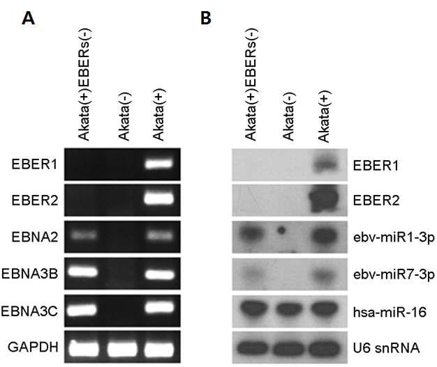 Akata(+)EBERs(-) 세포주에서의 EBERs 결손 확인