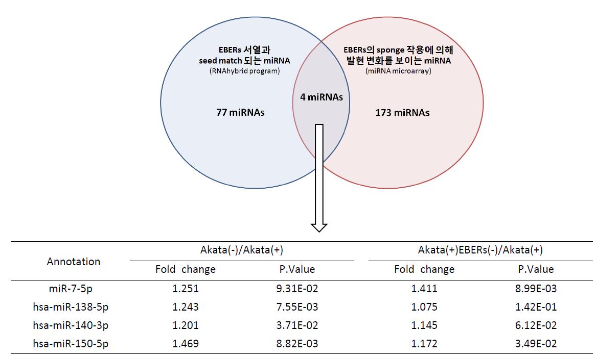 EBERs sponge 작용에 의해 발현 변화를 보일 것으로 예상되는 miRNA 선정