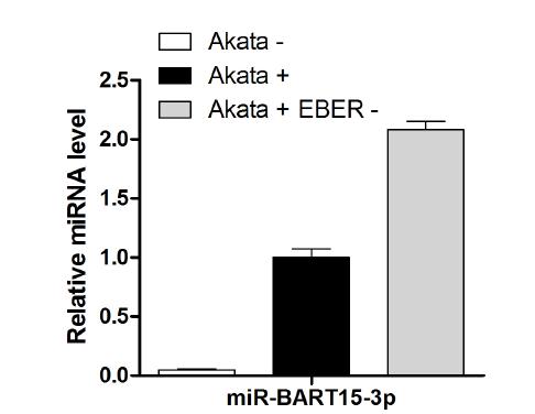 EBERs에 의해 조절되는 EBV microRNAs 발현 양상 확인