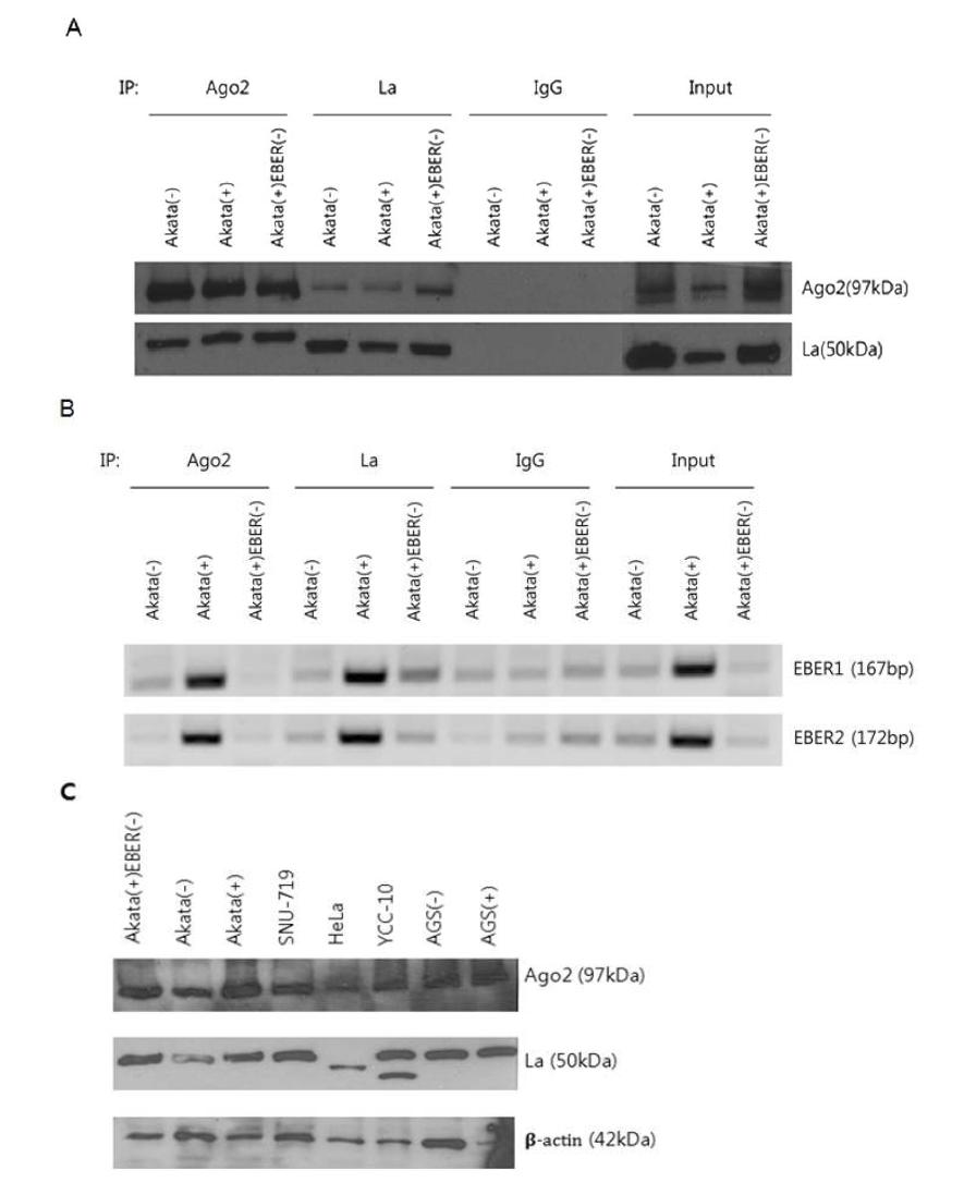 Ago2와 La, EBERs 간의 결합 확인