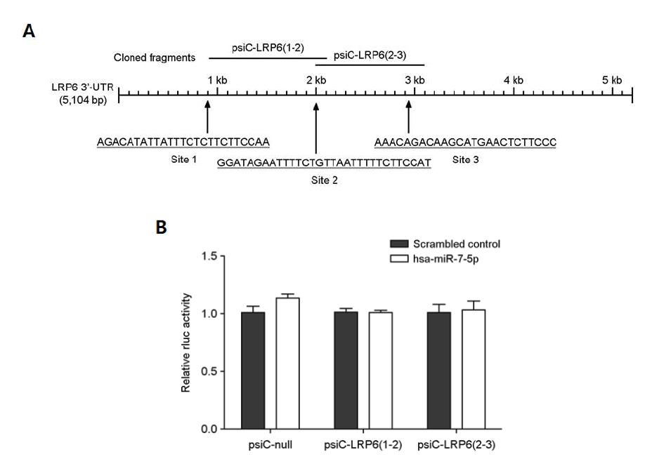 LRP6 3'-UTR에 대한 has-miR-7-5p의 직접 타겟 여부 확인