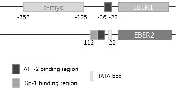 EBERs의 발현에 영향을 주는 전사 인자 결합 위치