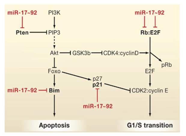 miR-17~92의 세포사멸과 세포주기 조절