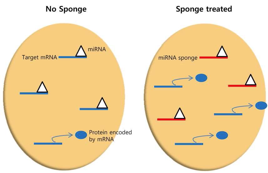 miRNA sponges의 기능