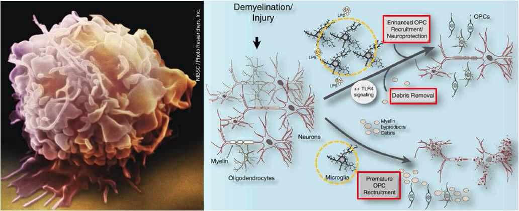 미세아교세포(왼쪽)와 신경세포 생존에의 기여(오른쪽)