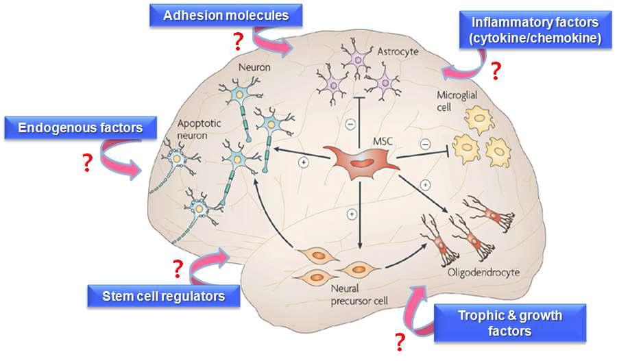 중간엽줄기세포에 의한 신경줄기세포의 증식·분화 조절 가능성