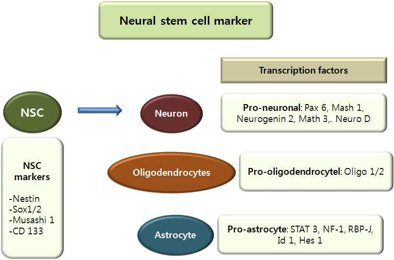 신경줄기세포 및 신경계 세포들의 대표적인 마커
