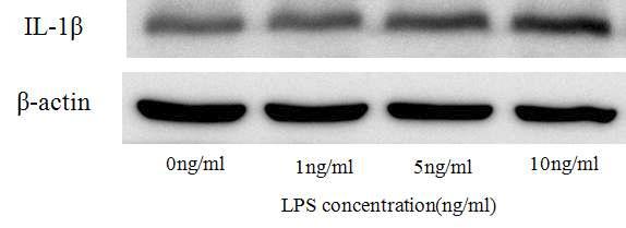 LPS 처리농도에 따른 IL-1ß의 발현 변화