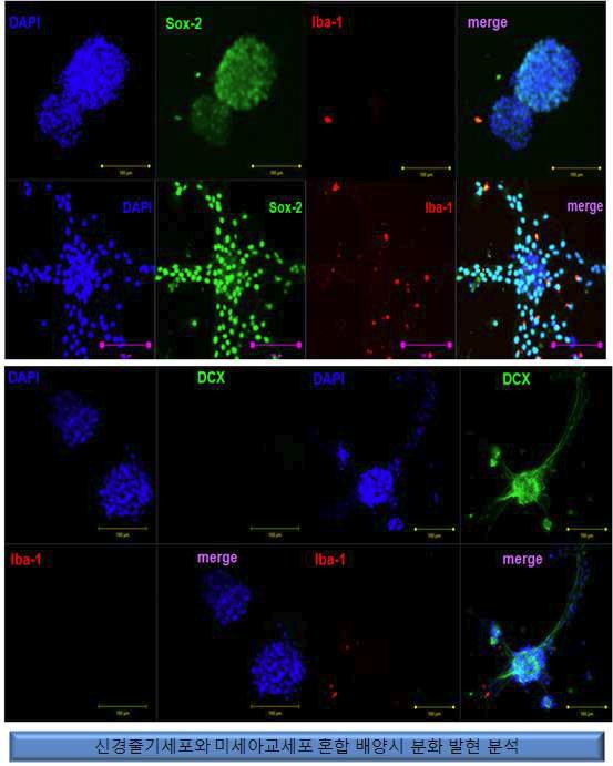 미세아교세포와 혼합배양시 신경줄기세포의 Sox-2, DCX의 발현 변화