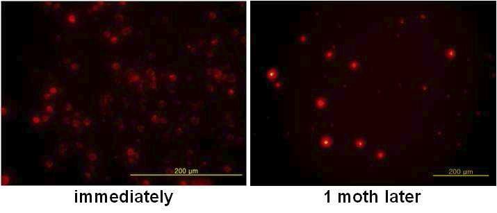 PKH26 형광표지된 미세아교세포 확인