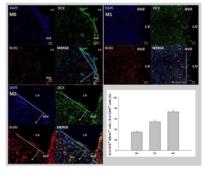 뇌허혈 손상 생체외 모델에서 거대포식세포의 유형에 따른 분비인자의 신경줄기세포에 대한 영향