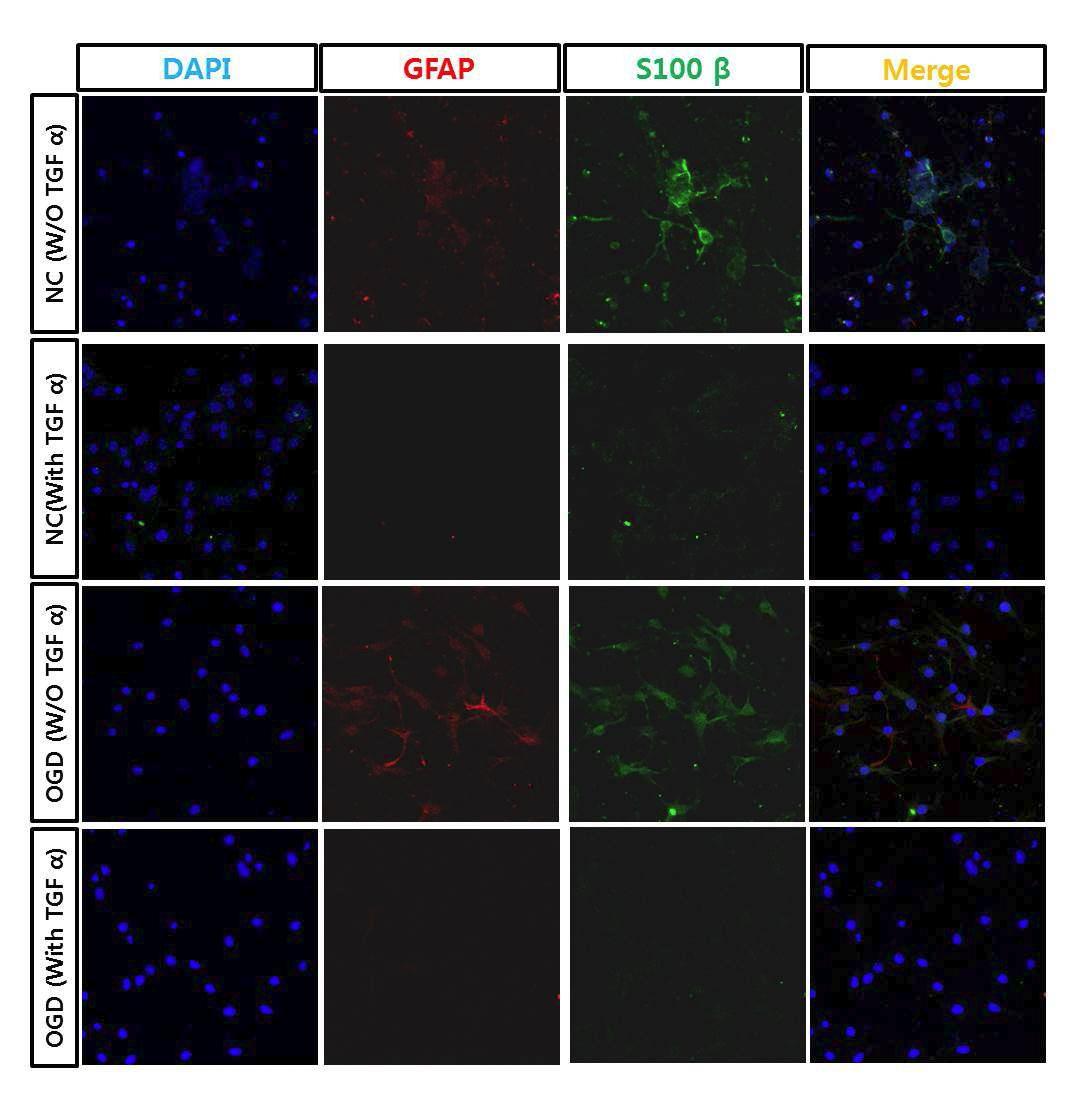 TGF-α에 의한 신경줄기세포의 GFAP, S100ß 발현 변화