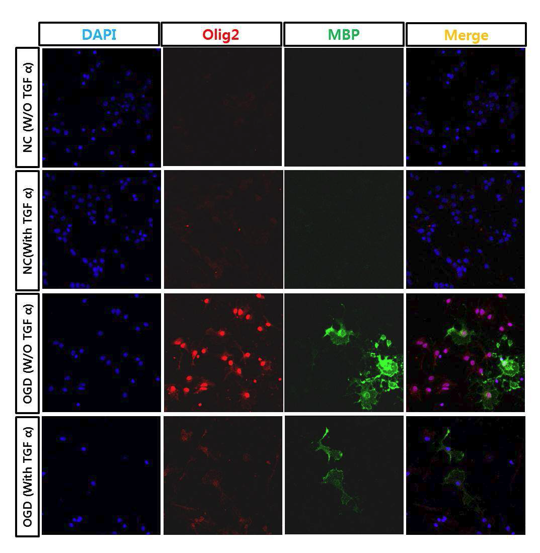 TGF-α에 의한 신경줄기세포의 Olig2, MBP 발현 변화