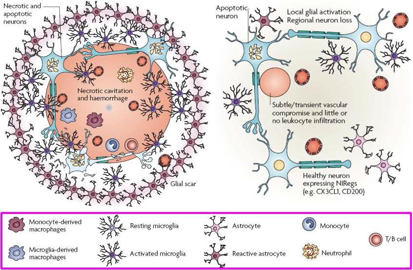 신경계 내 면역 관련세포 및 복잡성