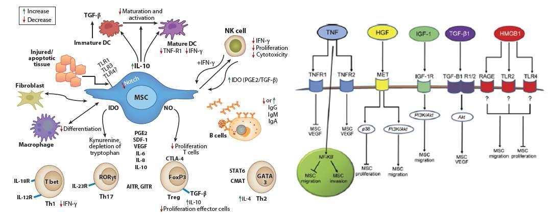 중간엽줄기세포의 면역조절능(왼쪽)과 조절인자들(오른쪽)