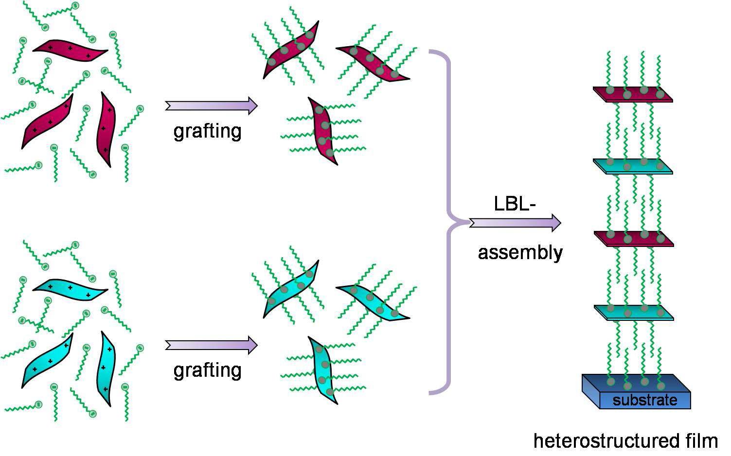 두 가지 이상의 박리된 나노시트들의 grafting을 통한 이종 나노시트 적층막 조립 모식도