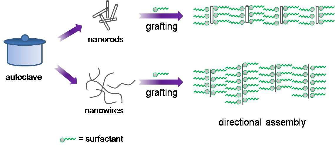 나노 막대 및 나노선의 표면 개질을 통한 방향성 자기조립 유도 모식도