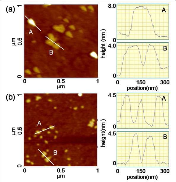 Si 웨이퍼 표면에 증착된 (a) LEuH 및 (b) LTbH 나노시트들의 AFM 이미지 및 두께 프로파일