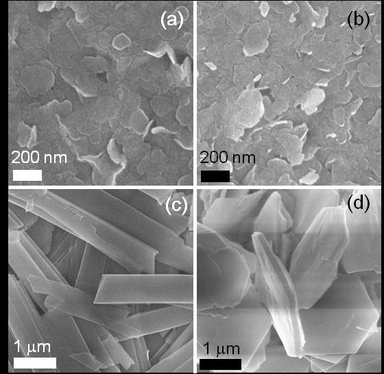 SEM images of (a) LEuH and (b) LTbH slurries and self-assembled (c) LEuH-W12 and (d) LTbH-W12 powders