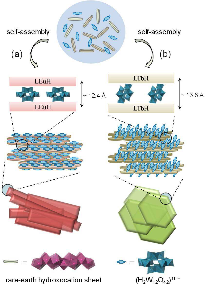 Possible directional self-assembly of (a) (LEuH nanosheet/[H2W12O42]10−) and (b) (LTbH nanosheet/[H2W12O42]10−) hybrids with different orientations of [H2W12O42]10− groups