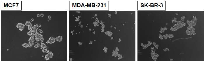 Mammosphere of human breast cancer cells