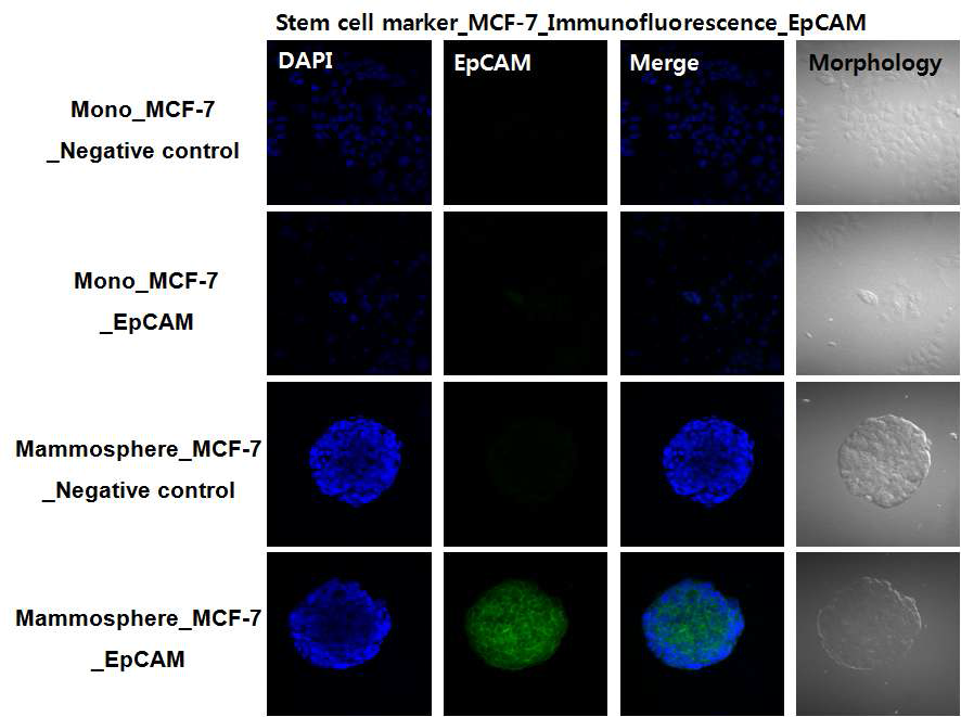 MCF-7 mammosphere EpCAM staining