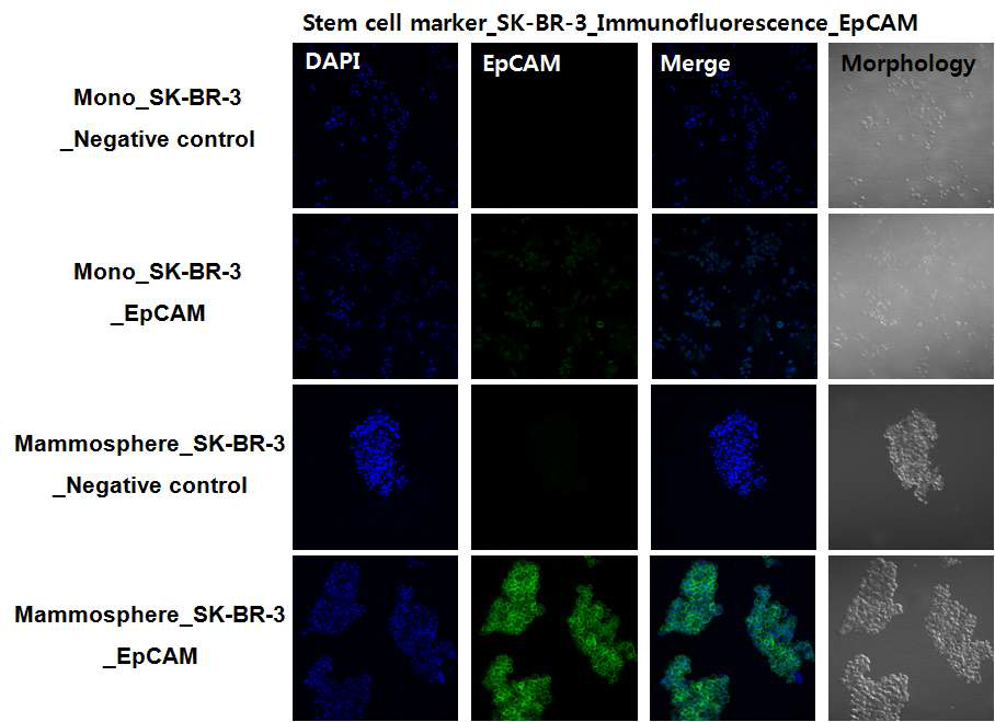 SK-BR-3 mammosphere EpCAM staining