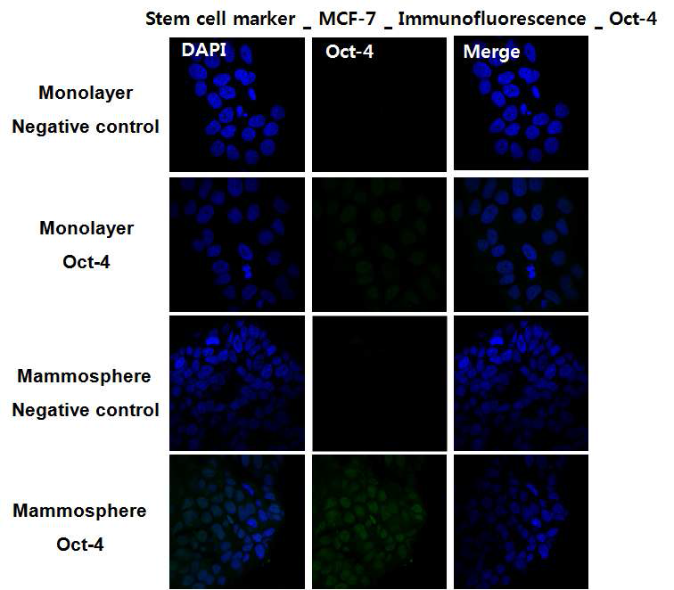 MCF-7 mammosphere Oct-4 staining