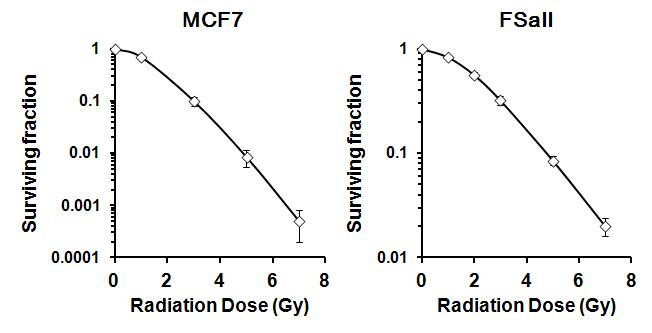 방사선에 의한 암세포의 clonogenic cell death 분석