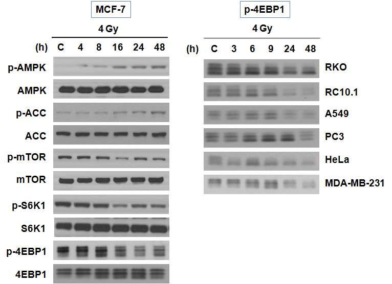 방사선에 의한 mTOR의 활성 변화