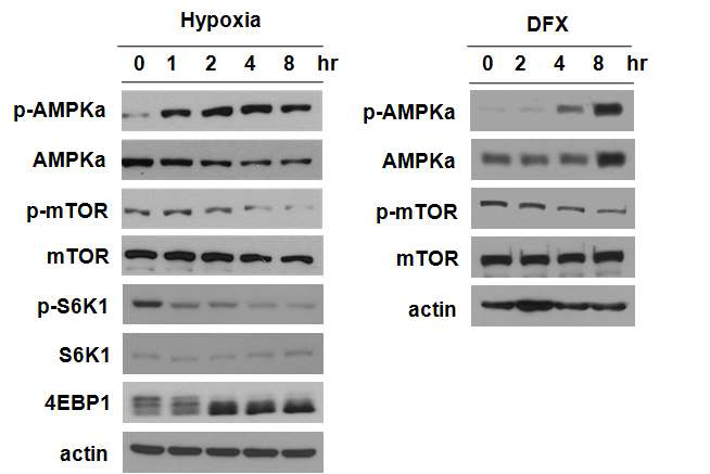 저산소에 의한 mTOR의 활성 변화