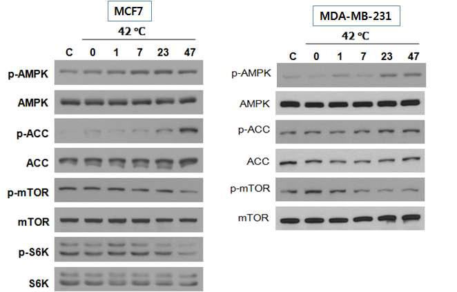 온열처치에 의한 mTOR의 활성 변화