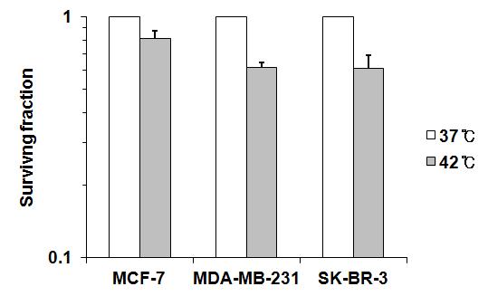 온열처치에 의한 암세포의 clonogenic cell death