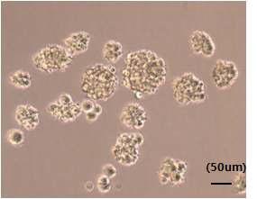 Neurosphere 형성