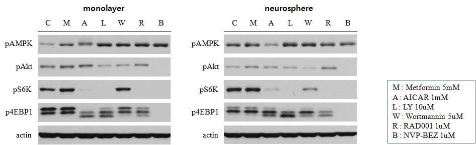 AMPK와 PI3K/AKT 신호전달인자의 활성조절 약제 탐색