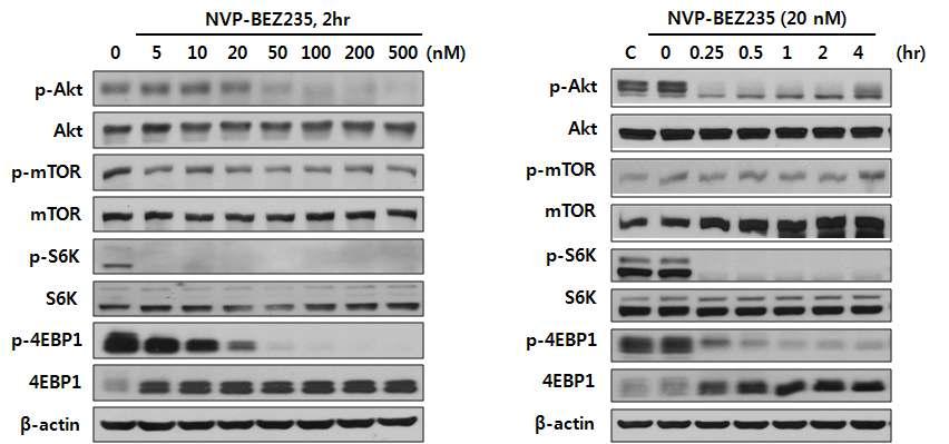 NVP-BEZ235에 의한 PI3K/AKT/mTOR 신호전달인자의 활성화 변화