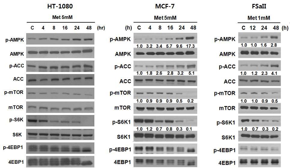 Metformin에 의한 AMPK/mTOR 신호전달인자의 활성화 변화