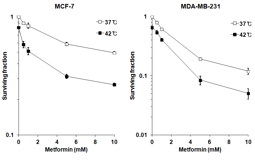 Metformin과 온열 병용처치에 의한 암세포의 clonogenic cell death 분석