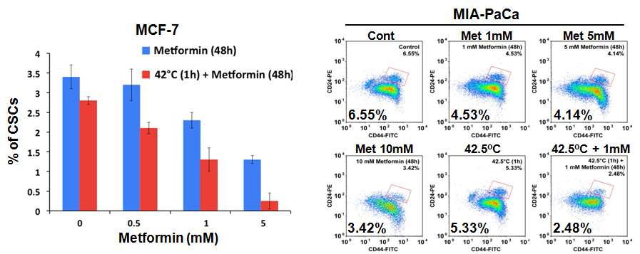 Metformin과 42도 온열 병용처치에 의한 암줄기세포의 생성 억제 효과 분석