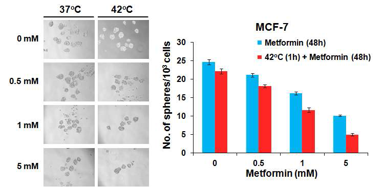 Metformin과 42도 온열 병용처치에 의한 석 sphere 크기와 수의 변화 분석