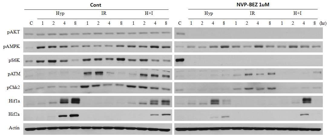 U87MG 암세포에서 NVP-BEZ235에 의한 신호전달인자의 발현 및 활성 변화
