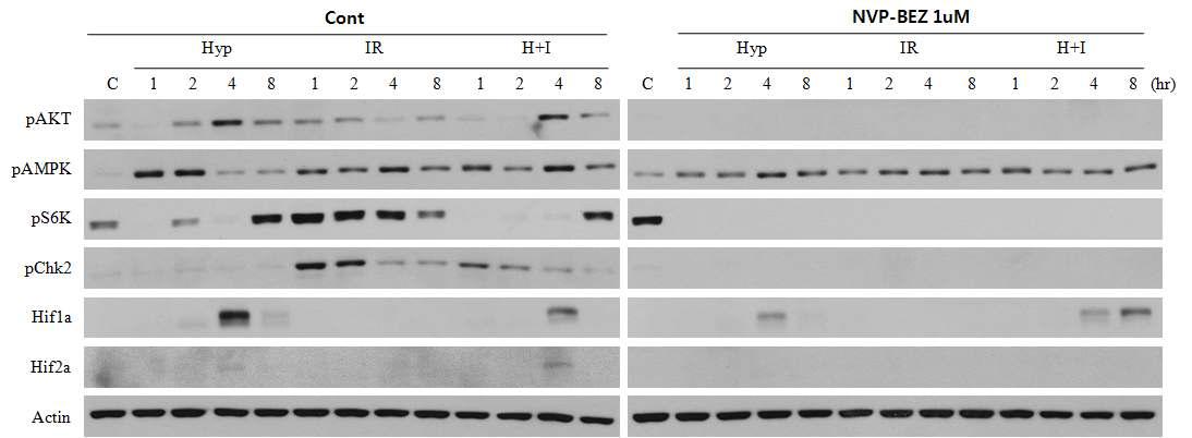 MCF-7 암세포에서 NVP-BEZ235에 의한 신호전달인자의 발현 및 활성변화