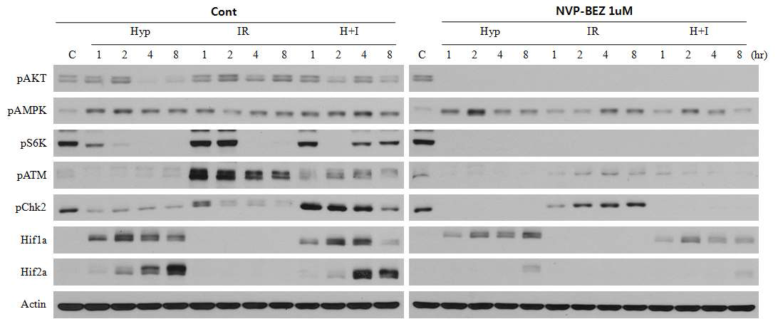 U87MG 암줄기세포에서 NVP-BEZ235에 변화 의한 신호전달인자의 발현 및 활성 변화